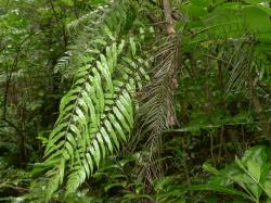 Blechnum filiforme. Strongly dimorphic sterile and fertile fronds.
 Image: L.R. Perrie © Leon Perrie CC BY-NC 3.0 NZ